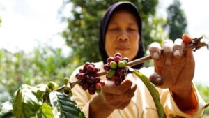 Begini Teknik Pertanian Kopi Berkelanjutan Ramah Lingkungan