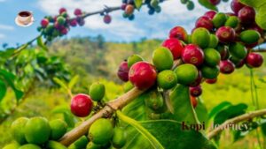 5 Strategi Pemangkasan Tanaman Kopi untuk Hasil Optimal